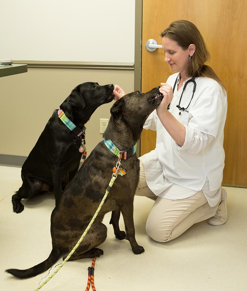 Pet Hospital | Veterinarians for Dogs and Cats