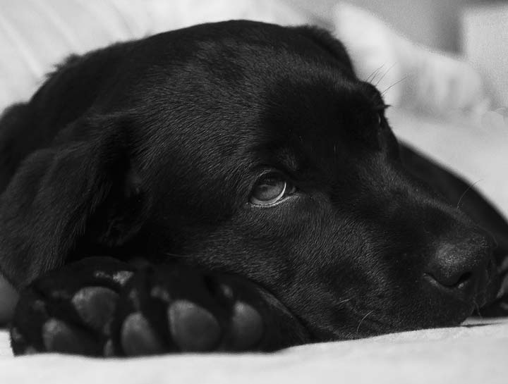 Canine Influenza Resources